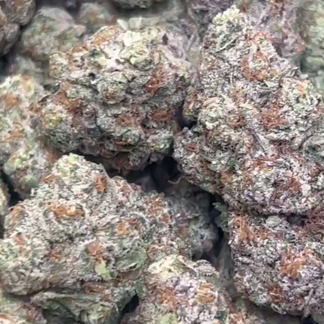 moby dick sativa wholesale pricing bulk online